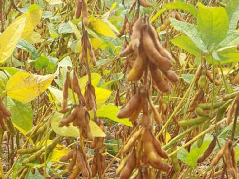 Dried Soybean Seed