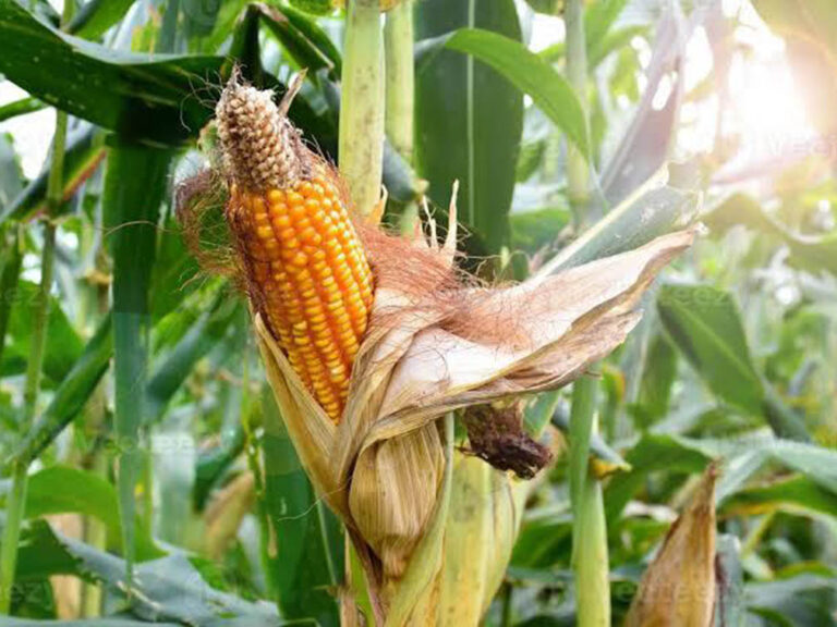 Maize Plantation