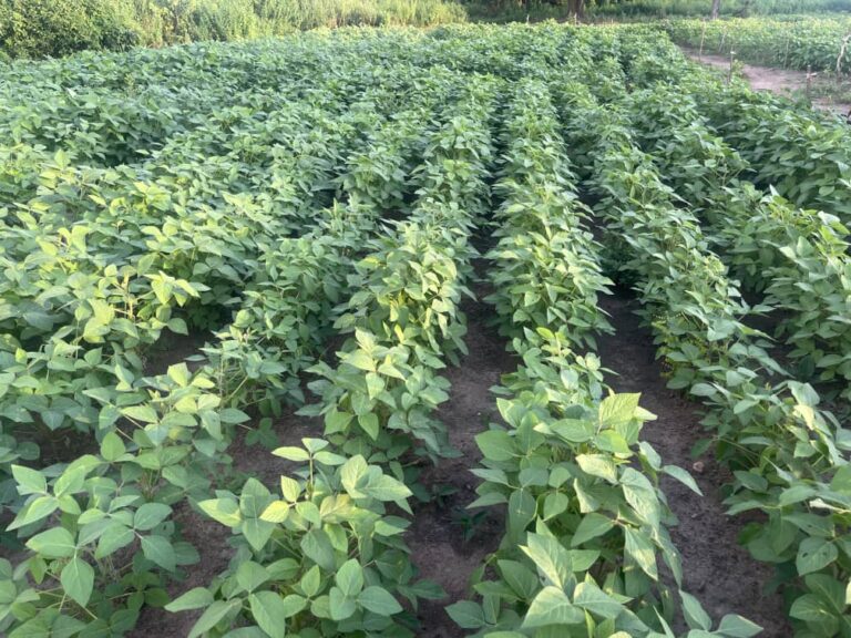 Soybean Plantation 2