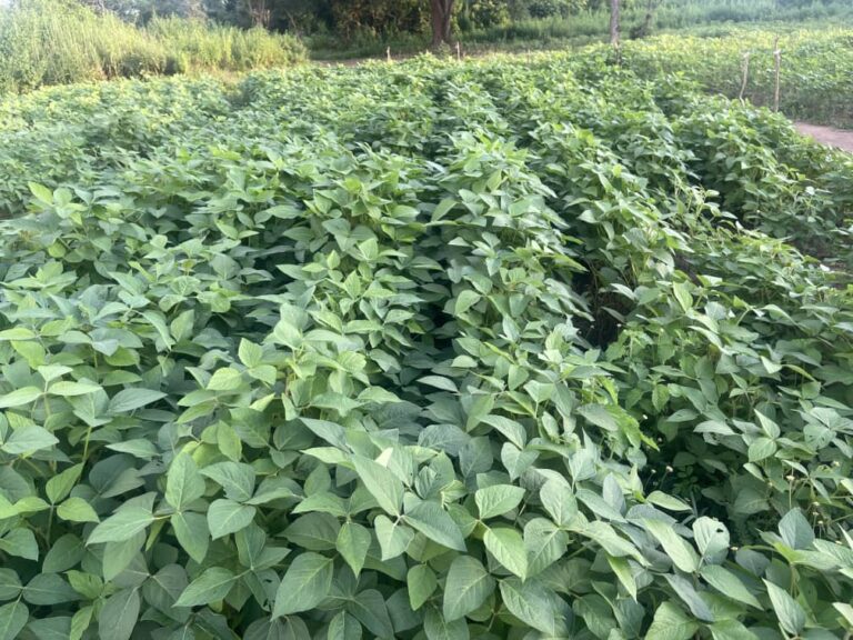 Soybean Plantation 3